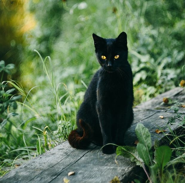 Cat in-home euthanasia, with private cremation. Ashes returned to you.