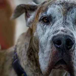 Dog Large (101 lbs and above) (Over 45.5 kg), in-home euthanasia, burial at home by owner