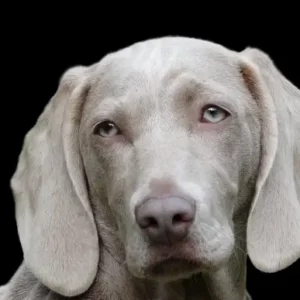 Dog Medium (51 - 100 lbs) (22.5 - 45.5 kg), in-home euthanasia, burial at home by owner