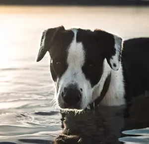 Dog Small (1 – 50 lbs) (0.5 – 22.5 kg), in-home euthanasia, burial at home by owner